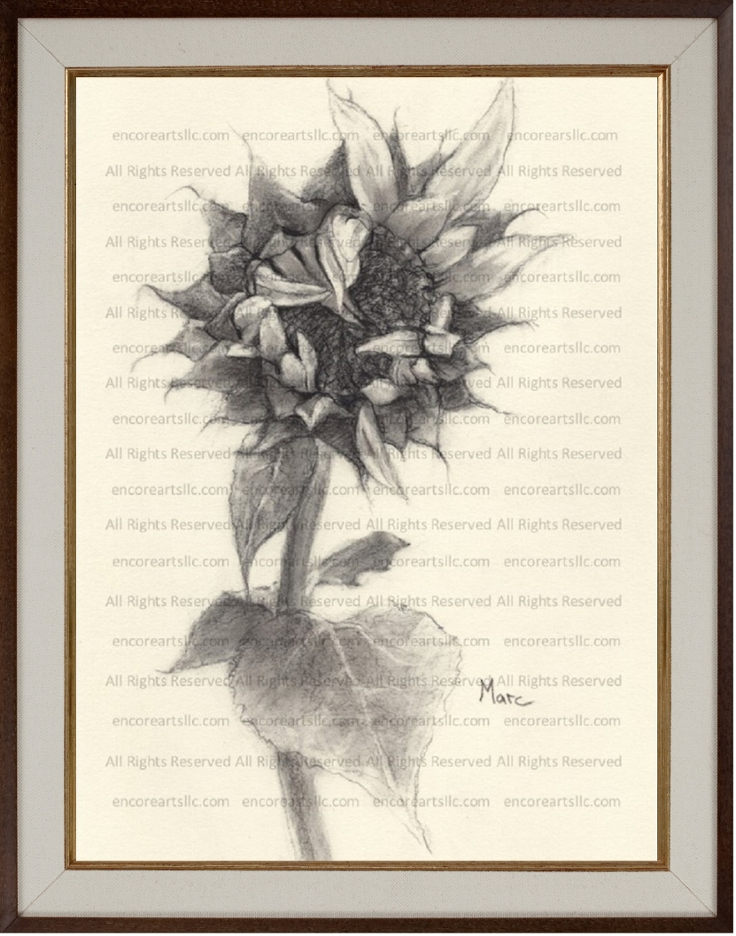 Sunflower 3 Charcoal Print by Marc, Encore Arts, LLC