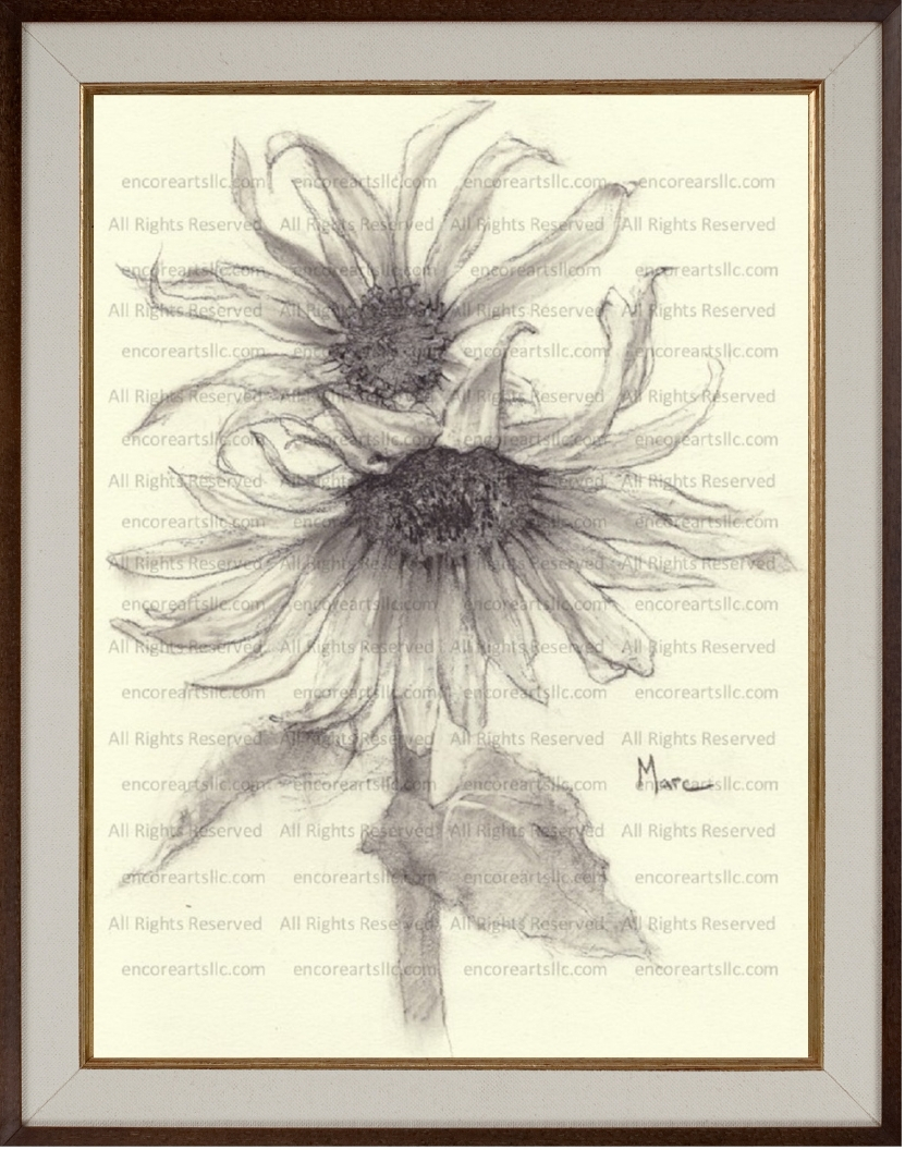 Sunflower 12 Charcoal Drawing Print by Marc, Encore Arts, LLC