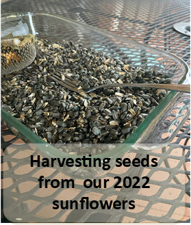 Harvesting sees from our 2022 sunflowers