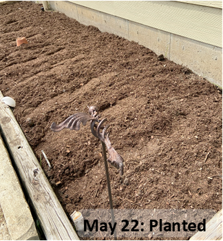 May 22: Sunflowers are planted