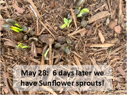 May 28 Sunflower sprouts