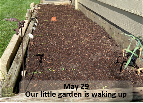 May 29 Our little garden is waking up