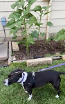 Our dog is not impressed with our sunflowers
