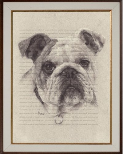 Pet Portrait Commissions | English Bulldog (Harvey) Charcoal Drawing by Kansas artist Marc, Encore Arts LLC