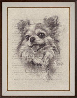 Longhaired Chihuahua (Giddy) Art Print of a Charcoal Drawing by Marc