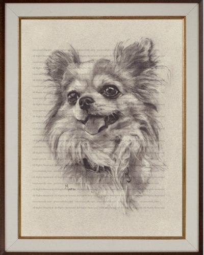 Pet Portrait Commissions | Chihuahua (Giddy) Charcoal Drawing by Kansas Artist Marc, Encore Arts LLC