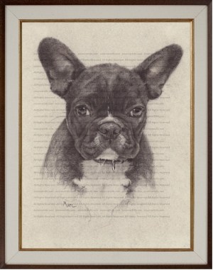 French Bulldog (Mookie) Charcoal Drawing Print by Marc