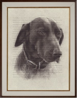 German Shorthaired Pointer (Belle) Charcoal Drawing Print by Marc