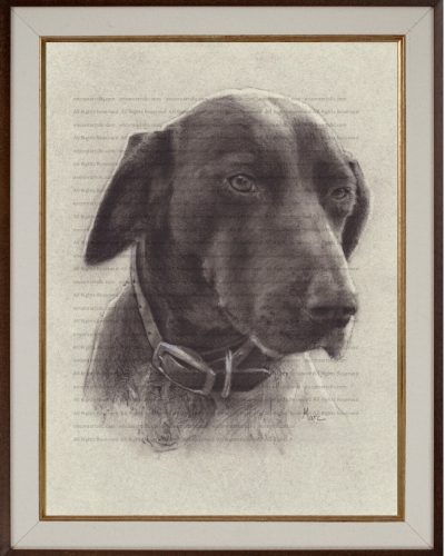 Pet Portrait Commissions | German Shorthaired Pointer (Belle) Charcoal Drawing by Kansas artist Marc, Encore Arts LLC