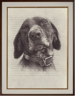 German Shorthaired Pointer (Duke) Charcoal Drawing Print by Marc