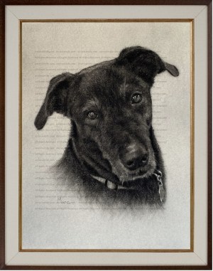Pet Portrait Commissions | Labrador Retriever (Lollie) Charcoal Drawing Print by Kansas Artist Marc