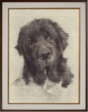 Newfoundland (Hannah) Charcoal Drawing Print by Marc, Encore Arts, LLC