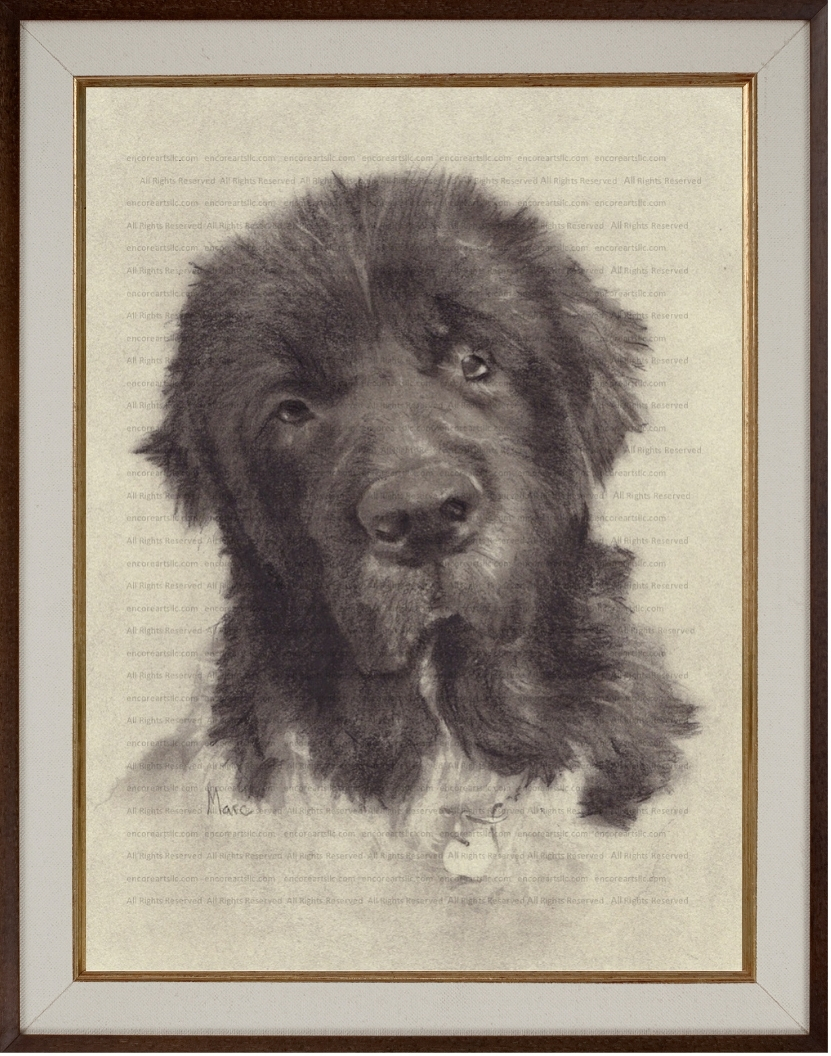 Newfoundland (Hannah) Charcoal Drawing Print by Marc, Encore Arts, LLC