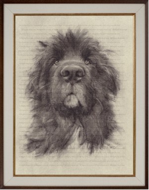 Newfoundland Art Print (Romero) Charcoal Drawing by Marc, Encore Arts, LLC