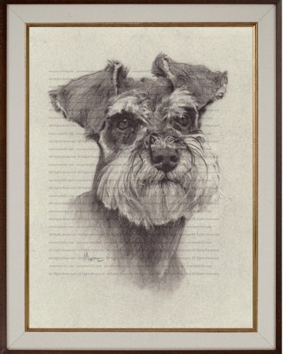 Pet Portrait Commission | Schnauzer (Angus) by Kansas Artist Marc, Encore Arts, LLC