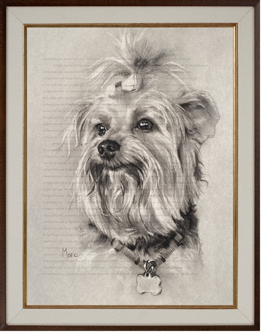 Yorkshire Terrier "Lily", a Yorkie art print, of an Original Charcoal Drawing by Marc, Encore Arts, LLC