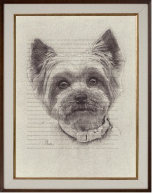 Yorkie Sophie Art Print2 Charcoal Drawing by Marc, Encore Arts, LLC