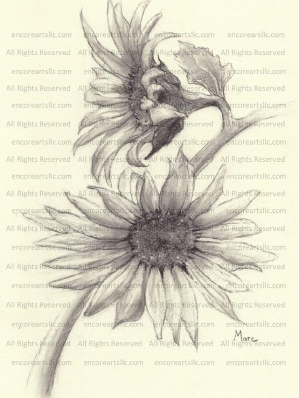 Sunflower Prints of Charcoal Drawings and Oil Paintings
Online Shop at Encore Arts, LLC

