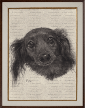 Dachshund (Sammi) Art Print of Charcoal Drawing by Marc